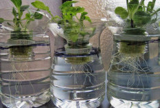 5 Rekomendasi Tanaman Hias Hidroponik yang Mudah Dirawat dan Ramah Pemula, Bisa di Botol