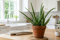 Hadirkan Udara Bersih, 5 Tanaman Indoor Anti Polusi Bikin Rumah Lebih Sehat, Estetik, dan Kurangi Stres
