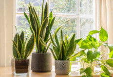 5 Tanaman Hias Penarik Rezeki Menurut Feng Shui, Berikut Rekomendasinya Serta Cara Penempatannya