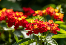 Halaman jadi Estetik! 10 Tanaman Hias Outdoor Daun Cantik dan Bunga Indah Mudah Dirawat