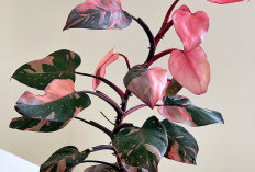 Gak Pasaran! Ini 5 Tanaman Hias Indoor dengan Motif Unik dan Warna Menarik, Bikin Tampilan Rumah Gak Monoton