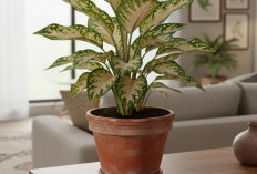 10+ Tanaman Hias Pembawa Keberuntungan di Dalam Rumah, Bisa Menarik Rezeki Menurut Feng Shui