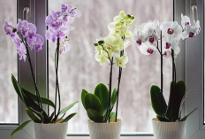 5 Jenis Tanaman Hias Anggrek untuk Dekorasi, Rekomendasi Dipajang di Ruang Tamu dan Digantung Depan Rumah