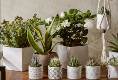 Percaya atau Tidak, 5 Tanaman Hias Ini Disebut Pembawa Keberuntungan di Dalam Rumah