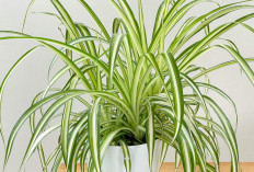 Wajib Punya! 5 Tanaman Indoor Penuh Manfaat yang Bisa Bersihkan Udara dan Menyaring Debu di Dalam Rumah