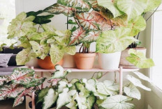 5 Tanaman Penghasil Oksigen untuk di Dalam Ruangan, Solusi Alami Bikin Hunian Jadi Lebih Fresh