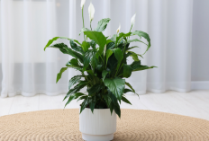 Rumah Lebih Tenang dan Sejuk, Berikut 7 Tanaman Hias Pengusir Energi Negatif!