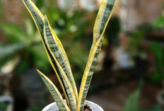 Gak Perlu Lahan Luas! Tanaman Hias Cantik Indoor Ini Bikin Tampilan Rumah Kamu Makin Cantik