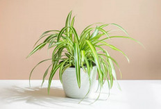 Polusi Rumah Hilang, 8 Tanaman Hias Cantik Pembersih Udara Ini Bikin Ruangan Segar dan Bebas Zat Berbahaya