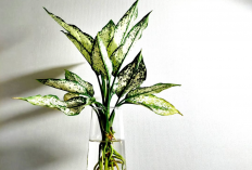 Minimal Punya 1 di Dalam Rumah! Macam-macam Tanaman Hias Penyegar Ruangan yang Cocok untuk Dekorasi Alami