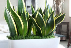 7 Tanaman Hias Indoor yang Gak Ngabisin Ruang di Dalam Rumah, Bentuk Minimalis Jadi Dekorasi Estetik