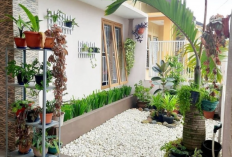 Letakan di Teras Rumah dan Bisa Mengundang Keberuntungan, Ini 6 Jenis Tanaman Hias Depan Rumah Pembawa Untung