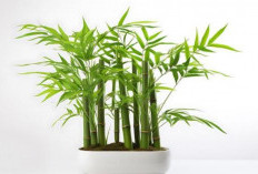 6 Tanaman Hias Pembersih Udara dari Polusi ini Wajib dimiliki di Daerah Perkotaan, Bikin Rumah Tambah Nyaman