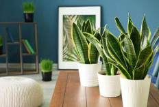 6 Tanaman Hias Ampuh Sebagai Filter Alami, Bersihkan Polusi & Bikin Udara Rumah Segar, Estetik, Mudah Dirawat