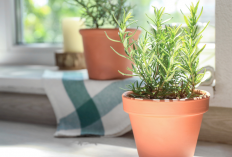 6 Tanaman Hias Indoor Pembawa Keberuntungan dan Pengusir Gelisah, Ini Penempatan Tepatnya!
