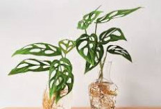 10 Tanaman Hidroponik Indoor yang Lagi Tren, Bikin Hunian Lebih Estetik dan Tidak Membosankan