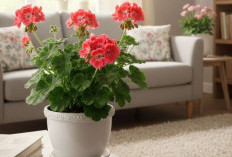 Tambah Beruntung di Tahun Kuda Api, Berkat 6 Tanaman Hias Indoor Pembawa Hoki Menurut Feng Shui