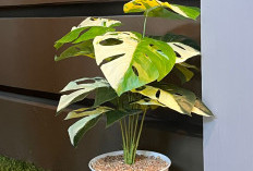 Berikut 5 Jenis Tanaman Hias Dalam Ruangan yang Mampu Jernihkan Udara dan Bawa Keberuntungan ke Pemilik