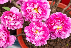 Harus Punya! Ini 6 Tanaman Hias Bunga yang Cantik Pembawa Keberuntungan, Bawa Hoki Sepanjang Tahun