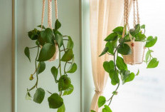 Hunian Estetik Bebas Polutan, 6 Pilihan Tanaman Hias Gantung Pembersih Udara untuk Dipajang di Dalam Rumah
