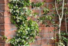 Pengundang Energi Positif & Rezeki, Ini 10 Tanaman Hias Outdoor Pembawa Keberuntungan Paling Cocok Untuk Teras