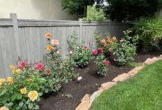 Rumah Jadi Lebih Hidup! Ini Tanaman Hias Bunga yang Cantik dan Mudah Dirawat, Pemula Wajib Tahu