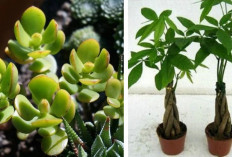 Kupas Fakta Dari Mitos 4 Tanaman Hias Pembawa Keberuntungan 2026, Ternyata Ini Faktanya!