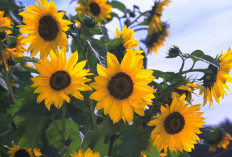 Bawa Rezeki ke Usaha Kamu, Tanam 3 Tanaman Hias untuk Halaman Kantor ini Sekarang Juga!