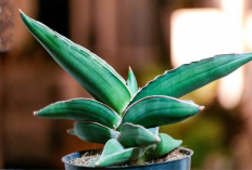 Jangan Salah Pilih, 5 Jenis Sansevieria Ini Bikin Rumah Lebih Cantik, Sehat, Berkelas dan Makin Nyaman