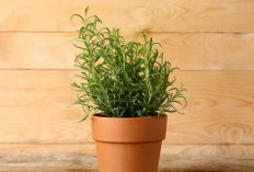 Bukan Racun! 5 Tanaman Hias Ini Ternyata Paling Ampuh & Ditakuti Tikus di Dalam Rumah