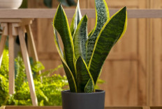 Belum Banyak yang Tahu! Rahasia Hunian Adem dan Damai, 5 Tanaman Hias Depan Rumah Pembawa Energi Positif