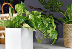 Rahasia Rumah Sejuk dan Sehat, Berikut 7 Tanaman Hias Ini Bikin Udara Lebih Bersih!