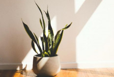 7 Tanaman Hias Pembawa Keberuntungan yang Bikin Rumah Lebih Cantik, Sejuk dan Penuh Energi Positif Setiap Hari