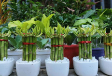 Rahasia Energi Positif dan Keberuntungan, Inilah 5 Tanaman Hias Pembawa Hoki yang Mudah Dirawat di Rumah