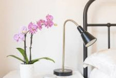 Bikin Tidur Lebih Berkualitas! 5 Tanaman Indoor Penghasil Oksigen di Malam Hari yang Ideal untuk Kamar