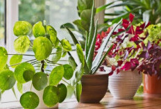 8 Pilihan Tanaman Hias Pembawa Kekayaan & Rezeki Ini Mudah Dirawat, Bisa Menyaring Udara dan Estetik 