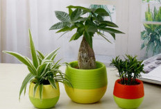 5 Tanaman Pot Minimalis Dalam Ruangan, Solusi Dekorasi Hemat Tempat yang Bikin Betah di Rumah