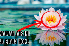 Bawa Rezeki Dari Gerbang Rumah, Tanam 3 Rekomendasi Tanaman Hias Pembawa Hoki di Halaman Ini Sekarang Juga!