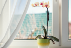 Kamu Harus Tahu! 6 Tanaman Hias Indoor Pembawa Keberuntungan Ini Bikin Rezeki Lancar