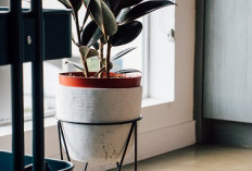 Tak Perlu Dekorasi Mahal! Ini 7 Tanaman Hias Indoor di Ruang Tamu, Bikin Hunian Segar & Elegan Saat Lebaran