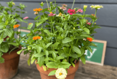 Gak Perlu Ribet Urus Tanaman! Ini 6 Tanaman Hias Outdoor Minim Perawatan yang Cocok untuk Pemula