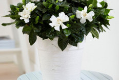 Minimal Punya 1! Ini 5 Tanaman Hias Indoor Penyerap Bau Tak Sedap, Rumah Segar dan Makin Nyaman