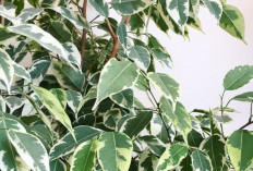 Jangan Asal Taruh, Tanaman Favorit Ini Dinilai Membawa Sial dan Mengganggu Harmoni, Emosi serta Rezeki Rumah