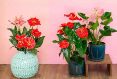 6 Tanaman Hias Indoor Pembawa Keberuntungan untuk Rezeki, Kesehatan, Rumah Harmonis dan Pikiran Lebih Tenang