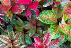 5 Tanaman Hias Pembawa Keberuntungan Menurut Feng Shui, Cocok untuk Dekorasi Indoor dan Outdoor