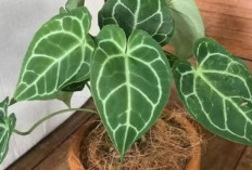 Tampilan Mewah dan Suasana Lebih Tenang, Inilah 6 Tanaman Hias Outdoor Pembawa Rezeki Eksklusif yang Estetis