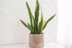 6 Tanaman Hias Indoor Ini Bisa Menarik Energi Positif, Menangkal Aura Negatif, & Bawa Keberuntungan ke Rumah