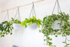 Rekomendasi 5 Jenis Tanaman Hias Gantung yang Cocok untuk Mempercantik Hunian, Bisa untuk Indoor dan Outdoor