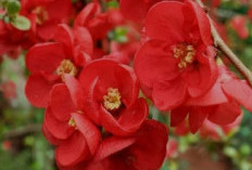 Cantik-Cantik Mematikan, 3 Tanaman Hias Berbahaya Ini Sebaiknya Tidak Kamu Tanam di Sekitar Rumah