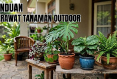 Bawa Aura Positif dan Rejeki, 4 Tanaman Hias Outdoor Pembawa Keberuntungan Menurut Feng Shui Wajib Kamu Miliki